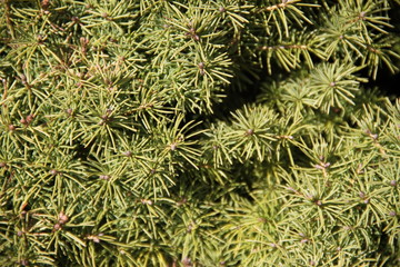 Macro green spine pine tree