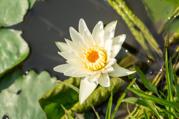 the white lotus flower bloomimg