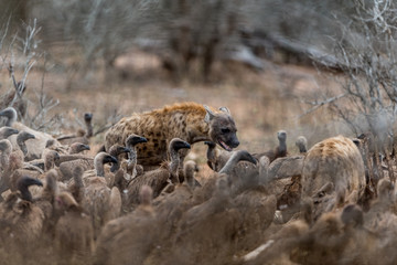 Vulture on carcass, dead deer dead impala in the wilderness