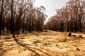 Forest burnt during bushfires in Australia.