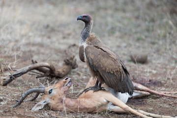 Vulture on carcass, dead deer dead impala in the wilderness