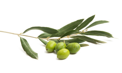 branch with olives isolated