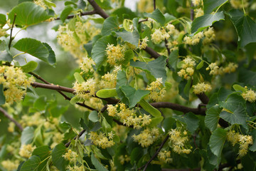 It's time to collect linden blossom for treatment