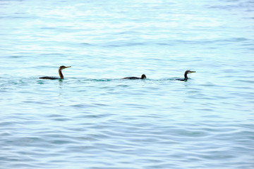 Three cormorants swim in the Mediterranean Sea, Costa Brava, Girona