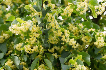 ripe flowers to collect linden blossom for treatment