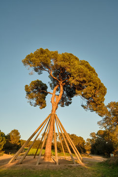 Centennial pine supported by wooden stakes, Sant Cugat del Valles