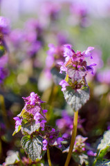 Naklejka premium Little spring flowers outdoors for background