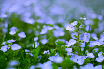 Little blue Veronica flowers bloom outdoors