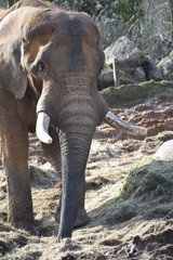 Beautiful African elephant at the zoo