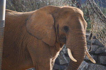 Beautiful African elephant at the zoo