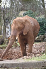 Fototapeta na wymiar Beautiful African elephant at the zoo