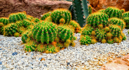 Cacti in a tropical garden