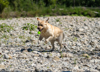 Running Labrador Retriever on river playing fetch