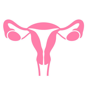 Women uterus and ovary icon