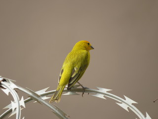 yellow bird