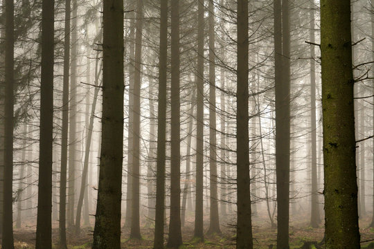 nebel im wald