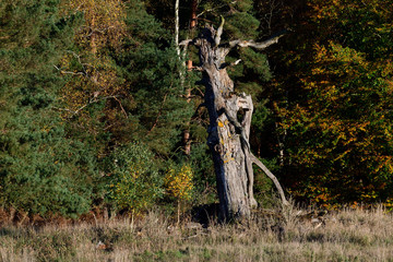 Abgestorbener Baum am Waldrand