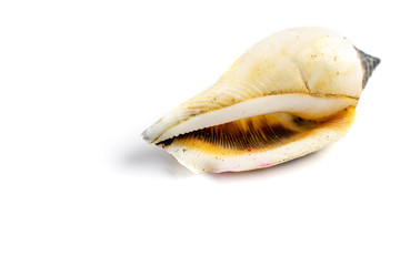 Summer concept background. Trendy natural organic color seashell isolated on white backdrop. Soft focus