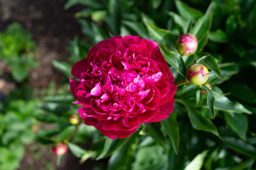 Red peony flower on a background of green leaves in the garden