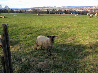 sheep looking at camera on a green field open air