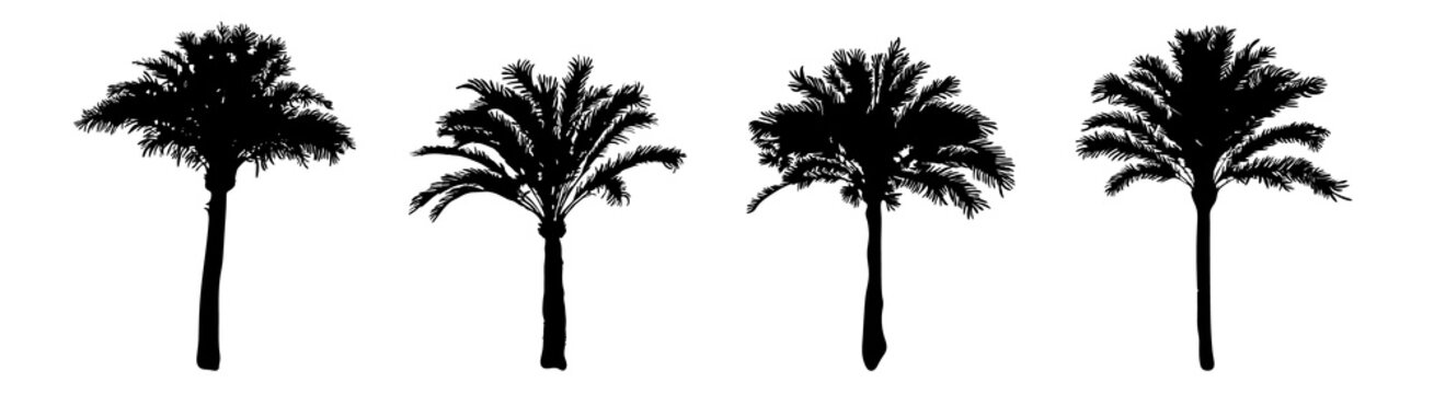 Set palm trees silhouette isolated on white background. Collection silhouettes of black realistic tropical palm trees with leaf. Coconut trees of different shapes flat icon. Stock vector illustration.