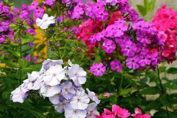 Phlox paniculata. Garden phlox in bloom. Nature