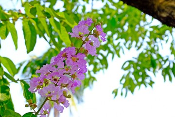 Blooming Queen’s Crepe Myrtle (Pride of India) flowers with green leaves background.