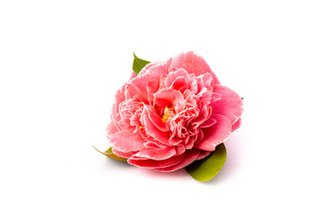 Flor de camelia sobre fondo blanco