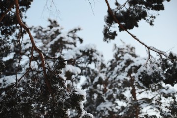 Snow on tree branches against the background of snowy conifers.