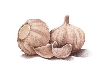 garlic illustration sketch. Hand drawn with vintage style.