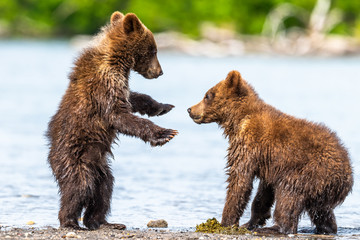 Obraz premium Ruling the landscape, brown bears of Kamchatka (Ursus arctos beringianus)
