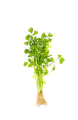 Celery leaves and root isolate on white background, Thai green vegetables.