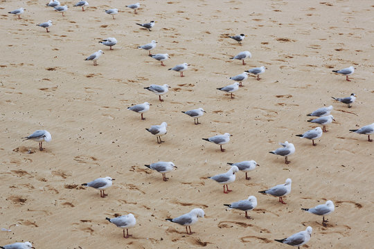 seagulls on the beach