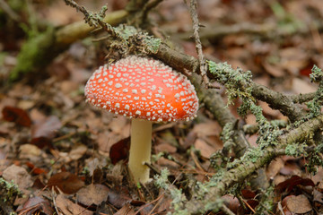 Amanita in the woods among the branches in the moss, dangerous poisonous mushrooms