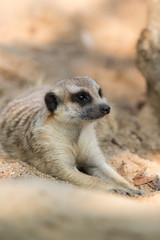 The meerkat
