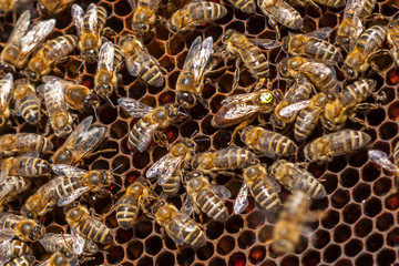 Beekeeping in the Czech Republic - honey bee, details of hive