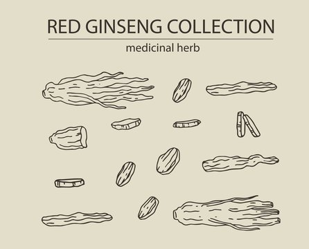Red or panax ginseng dried root and slices for package design and other decoration. Hand drawn vector illustration set. Alternative chinese medicine, korean cosmetic, medicinal herb, food supplement.