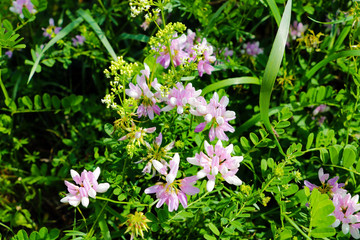 Naklejka premium Green spring elm leaves with copy space.