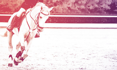 Horse and rider, black and white banner or header, billboard, duotone. Beautiful white horse portrait during Equestrian sport show jumping competition, copy space for your text.