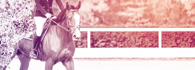 Beautiful girl on sorrel horse in jumping show, equestrian sports, duotone, black and white. Light-brown horse and girl in uniform going to jump. Horizontal web header or banner design.