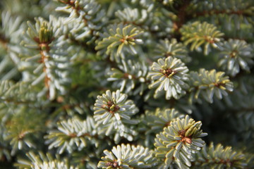 Macro green spine pine tree