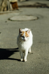 The cat walks along the street. Street cat. The cat is sitting on the fence. Cat by the sea . Red cats.