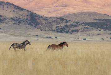 Wild Horses in Fall in the Utah desert