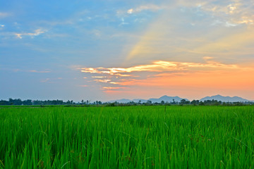 Landscape View Of Beautiful Green fields in the twilight sky