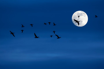 Flock of migrating ducks and geese flying in front of full moon and silhouetted against blue night...
