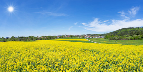 Obraz premium Blühendes Rapsfeld in sonniger ländlicher Landschaft mit Dorf - Panorama