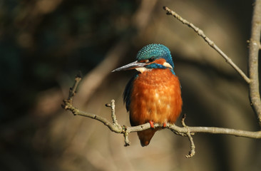 A magnificent female Kingfisher, Alcedo atthis, perching on a twig that is growing over a river. 