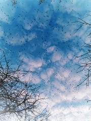 Beautiful blue cloudy sky with flying birds and tree branches