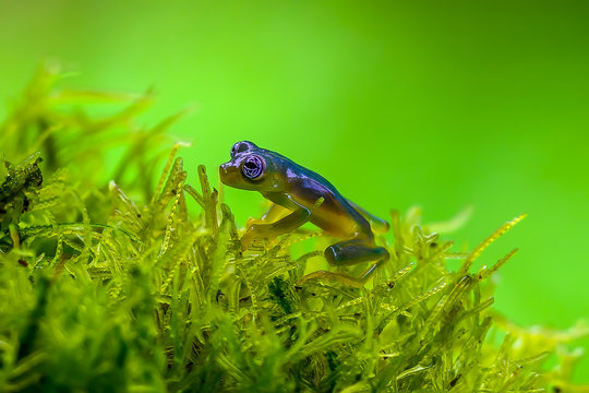 Teratohyla spinosa glass frog (spiny cochran frog) of the family of centrolenidae on a green leaf in the jungle of Costa Rica. Found in the jungle of Tortuguero national park.