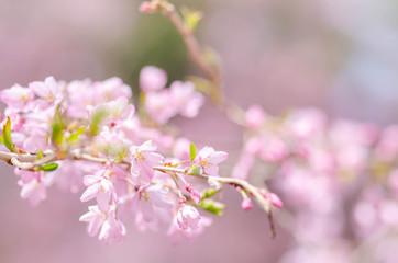 早春桜